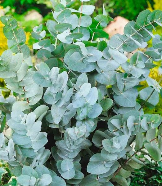 Eucalyptus cinerea 'Silver Dollar'